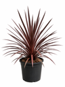 DRA10R - Dracaena Red Star Roja