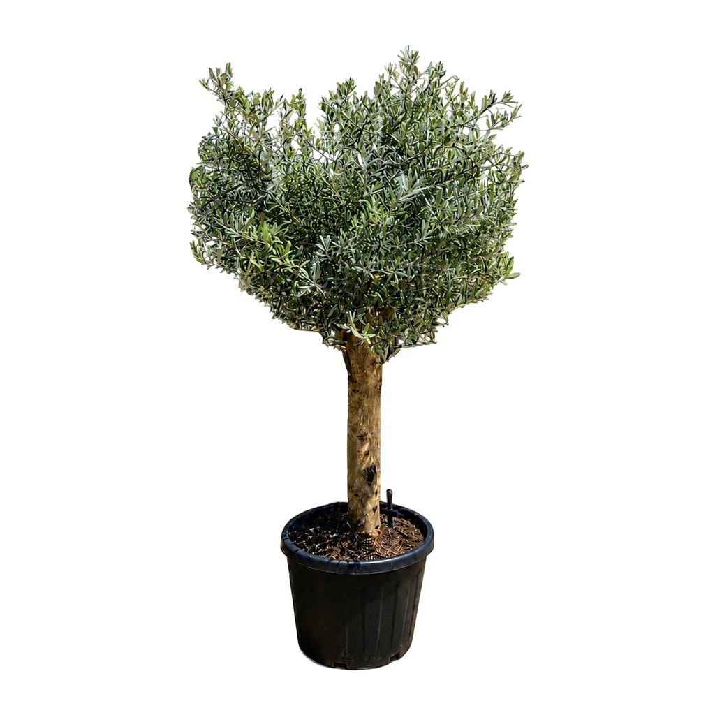 ONC20P - Olea Europaea cultivo intensivo