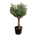 ONC20P - Olea Europaea cultivo intensivo