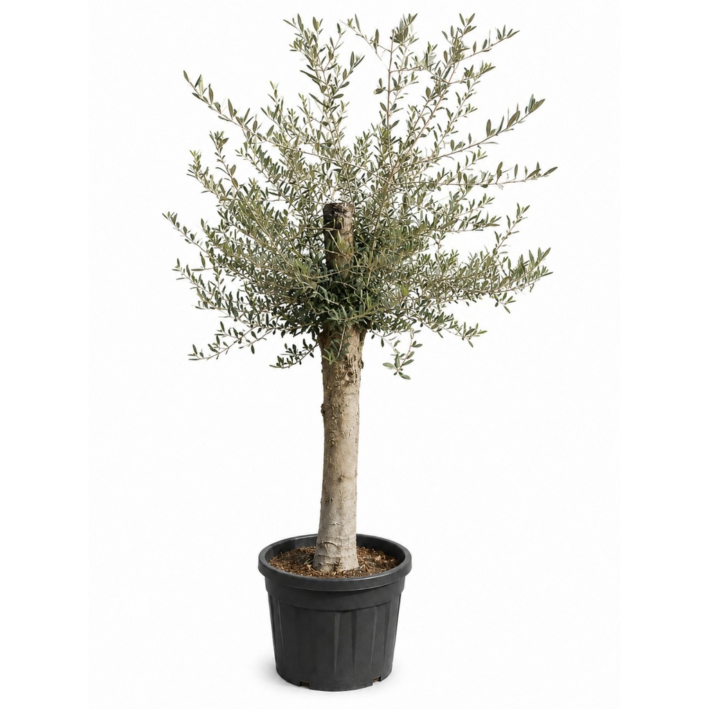 [ONC25P] ONC25P - Olea Europaea cultivo intensivo