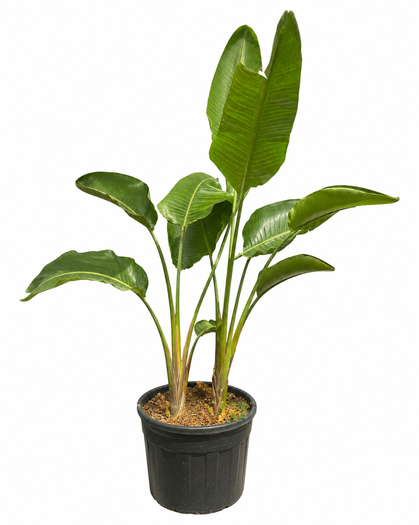 [SN130] SN130 - Strelitzia Nicolai Multitronco