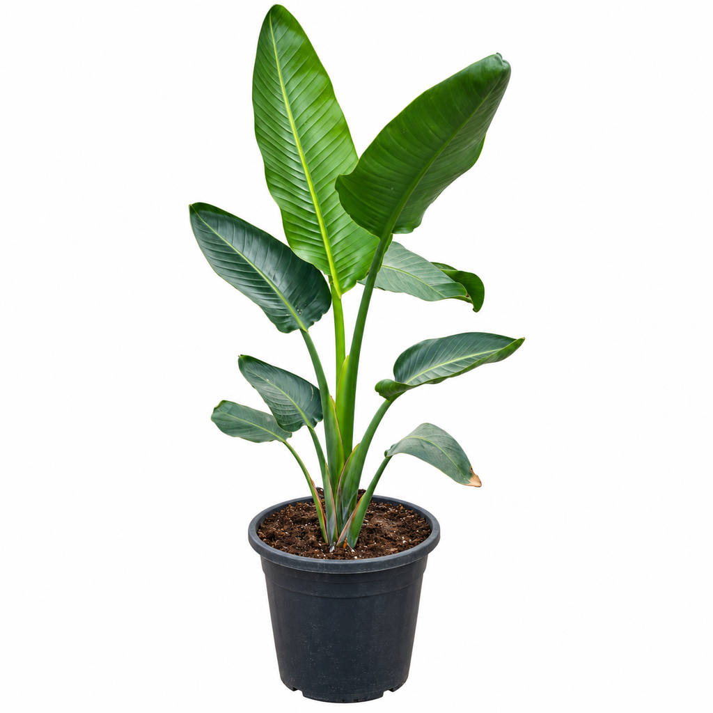 [SN25] SN25 - Strelitzia Nicolai
