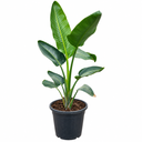 SN25 - Strelitzia Nicolai