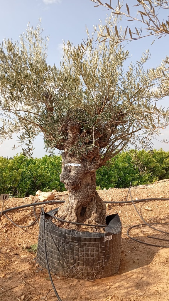 OBM140 - Olea Europaea Olivo Bonsái Malla Metálica