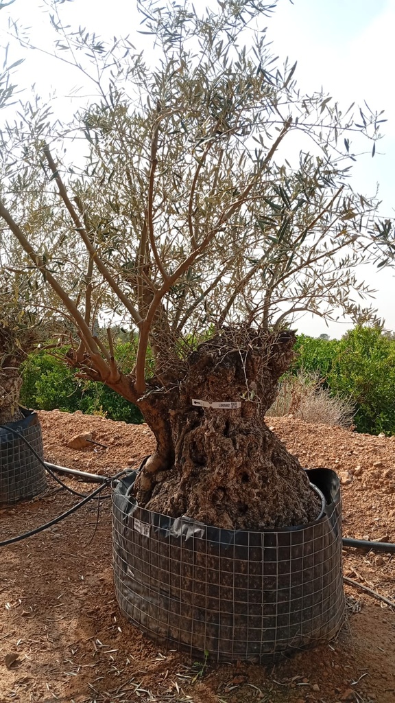 OBM140 - Olea Europaea Olivo Bonsái Malla Metálica