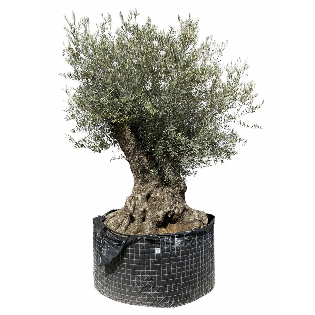 OBM160  - Olea Europaea Olivo Bonsái Malla Metálica (GENERICO [OBM160])