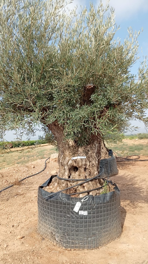 OBM160  - Olea Europaea Olivo Bonsái Malla Metálica