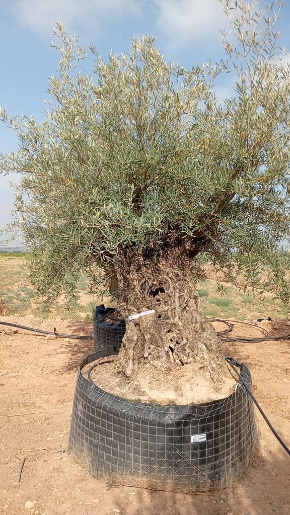OBM160  - Olea Europaea Olivo Bonsái Malla Metálica