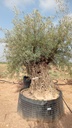 OBM160  - Olea Europaea Olivo Bonsái Malla Metálica