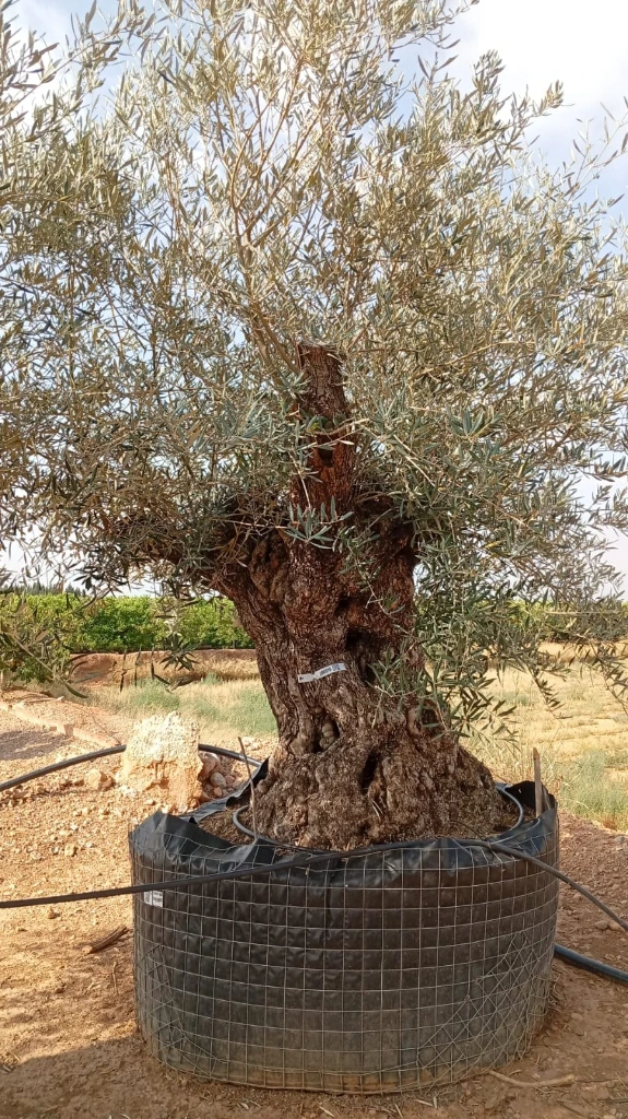 OBM160  - Olea Europaea Olivo Bonsái Malla Metálica