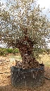 OBM160  - Olea Europaea Olivo Bonsái Malla Metálica