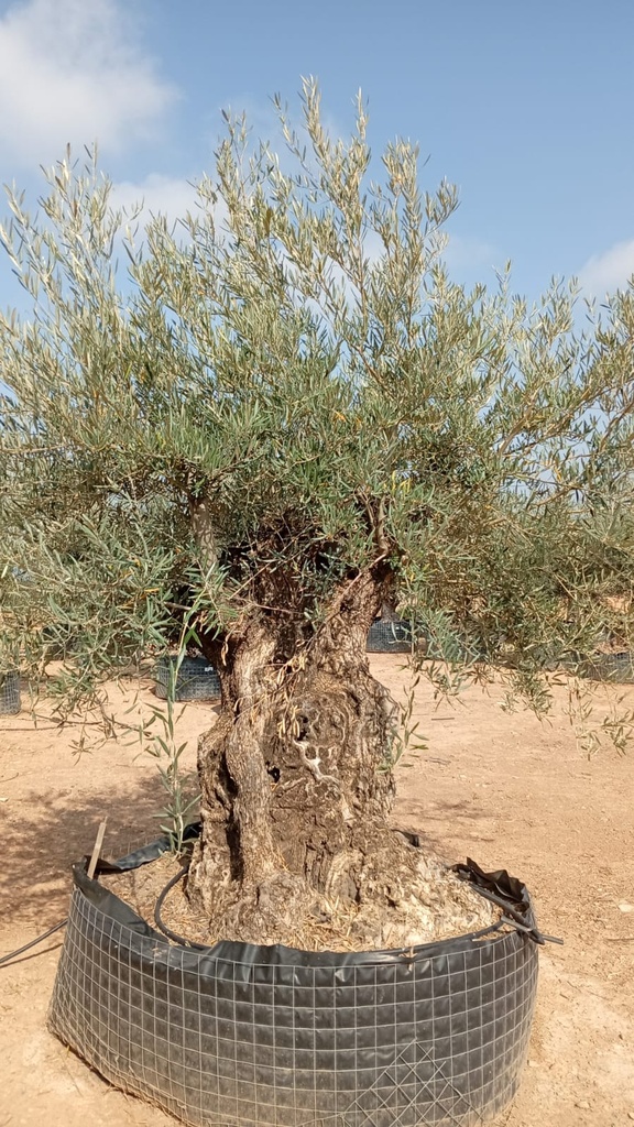 OBM160  - Olea Europaea Olivo Bonsái Malla Metálica
