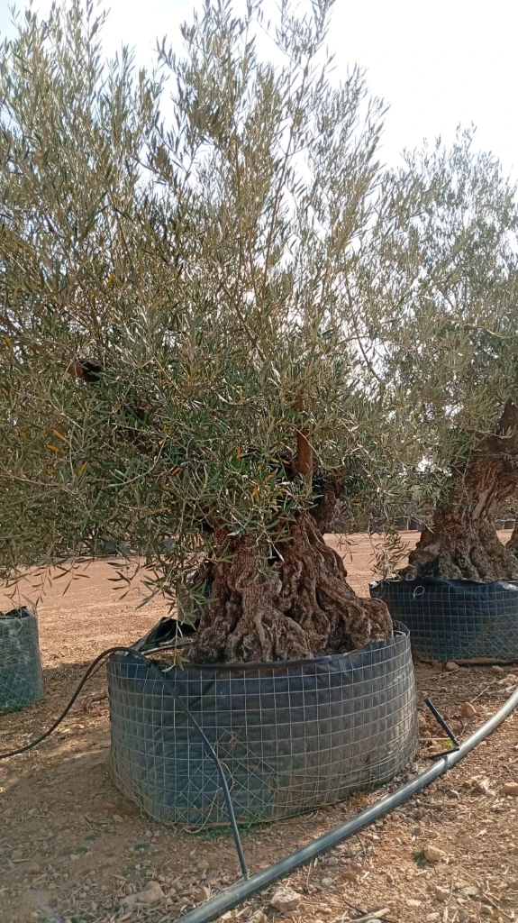 OBM160  - Olea Europaea Olivo Bonsái Malla Metálica