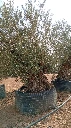 OBM160  - Olea Europaea Olivo Bonsái Malla Metálica