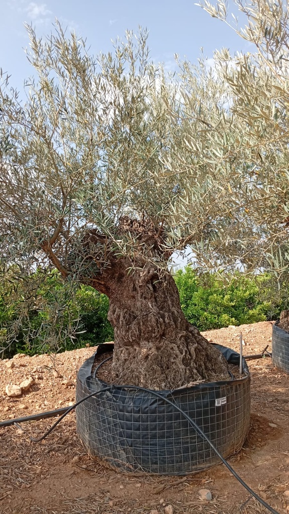 OBM160  - Olea Europaea Olivo Bonsái Malla Metálica