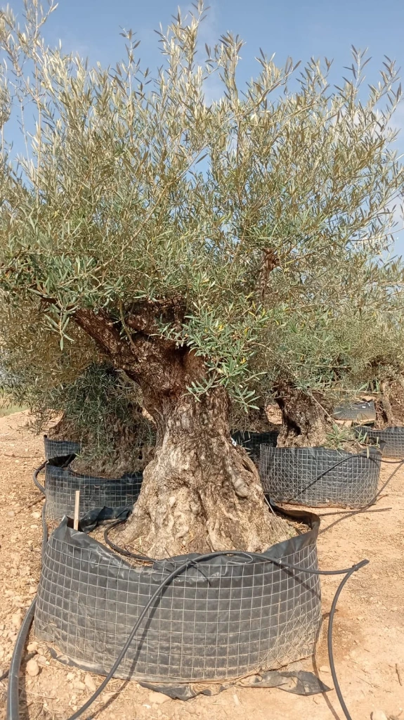 OBM160  - Olea Europaea Olivo Bonsái Malla Metálica