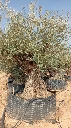 OBM160  - Olea Europaea Olivo Bonsái Malla Metálica