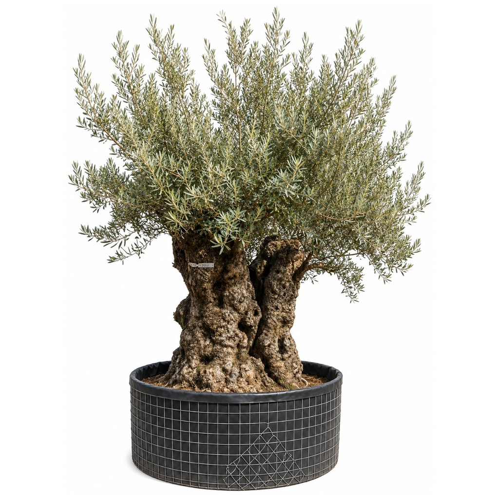 OBM180 - Olea Europaea Olivo Bonsái Malla Metálica (GENERICO [OBM180])