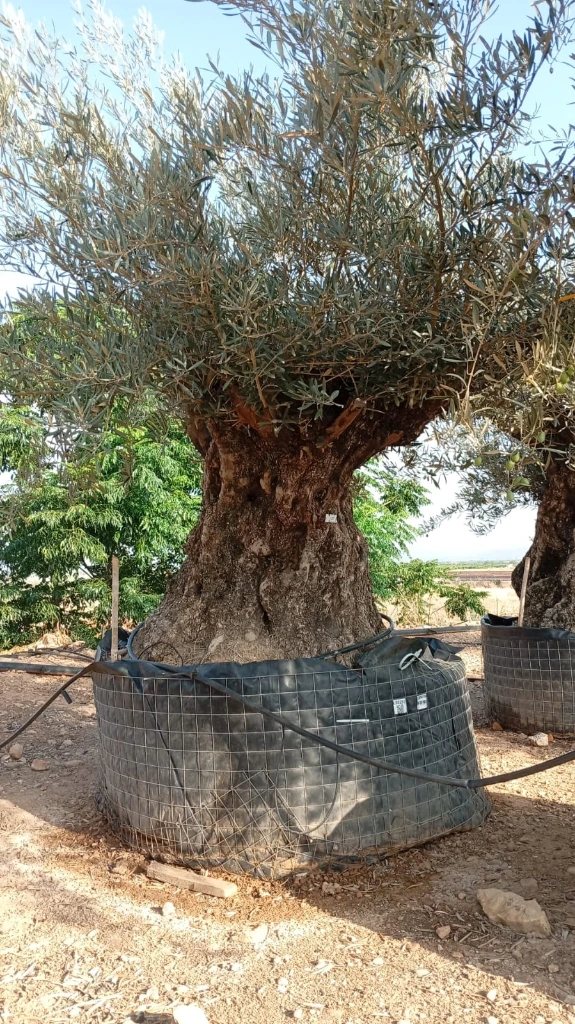 OBM180 - Olea Europaea Olivo Bonsái Malla Metálica