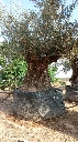 OBM180 - Olea Europaea Olivo Bonsái Malla Metálica