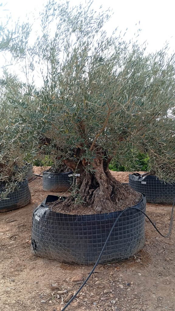 OBM180 - Olea Europaea Olivo Bonsái Malla Metálica