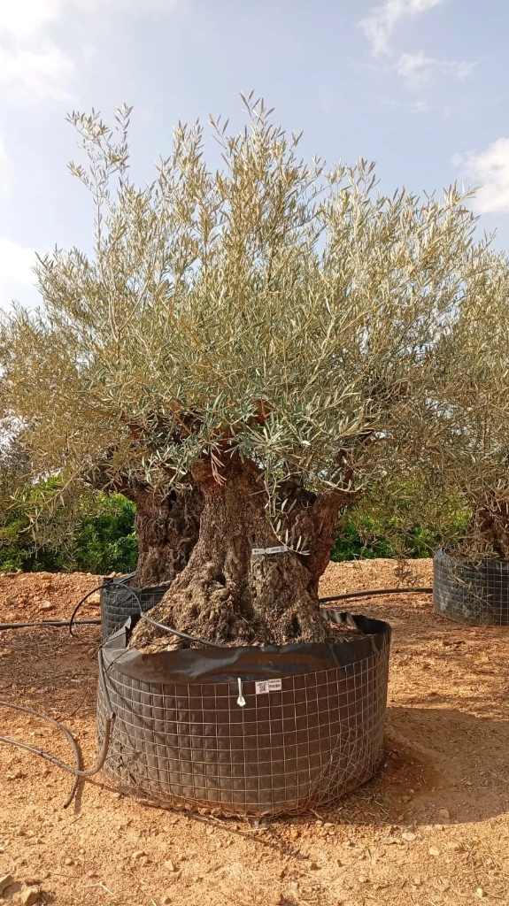 OBM180 - Olea Europaea Olivo Bonsái Malla Metálica