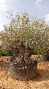 OBM180 - Olea Europaea Olivo Bonsái Malla Metálica