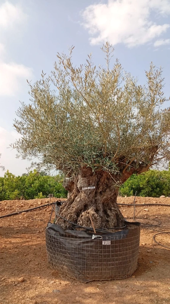 OBM180 - Olea Europaea Olivo Bonsái Malla Metálica