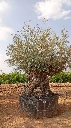 OBM180 - Olea Europaea Olivo Bonsái Malla Metálica