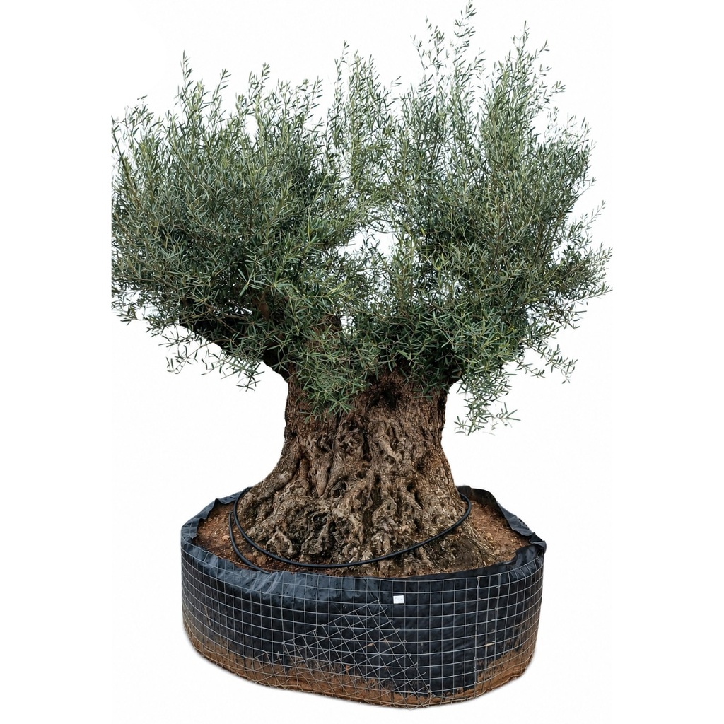 OBM200 - Olea Europaea Olivo Bonsái Malla Metálica (GENERICO [OBM200])