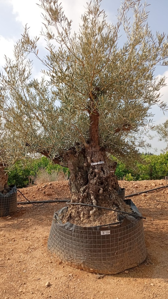 OBM200 - Olea Europaea Olivo Bonsái Malla Metálica