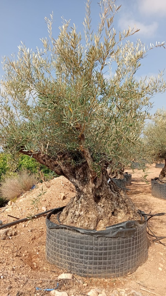 OBM200 - Olea Europaea Olivo Bonsái Malla Metálica