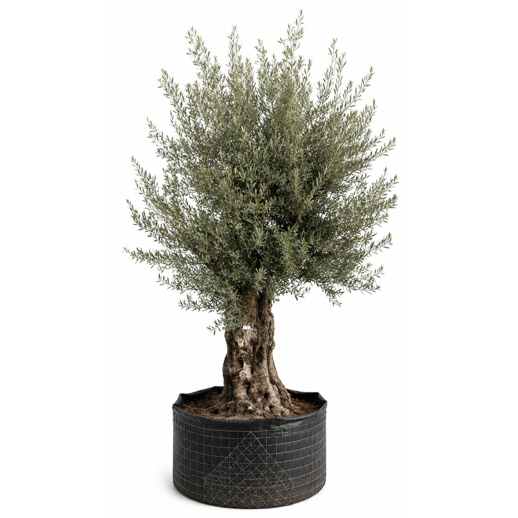 OBM80 - Olea Europaea Olivo Bonsái Malla Metálica