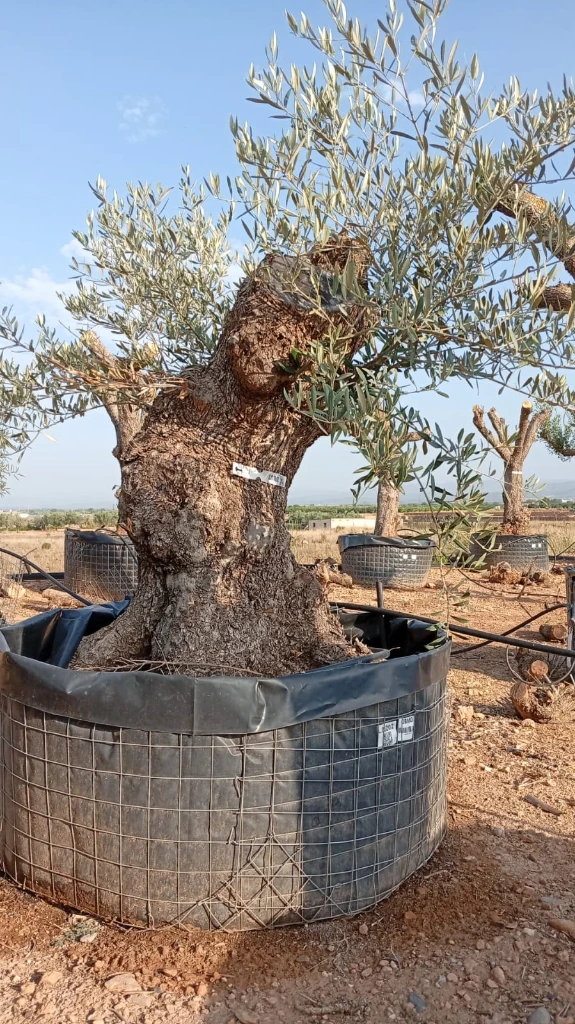 OBM80 - Olea Europaea Olivo Bonsái Malla Metálica