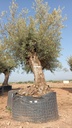 OBM80 - Olea Europaea Olivo Bonsái Malla Metálica