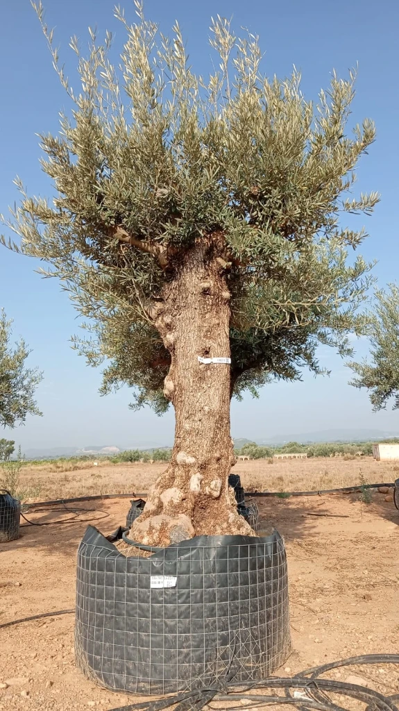 OBM80 - Olea Europaea Olivo Bonsái Malla Metálica