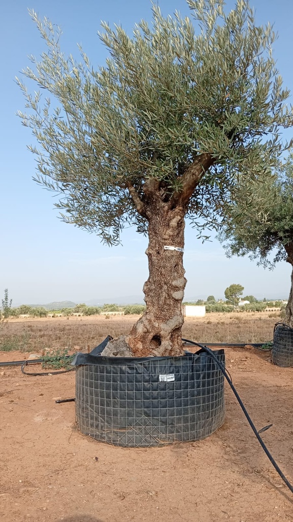 OBM80 - Olea Europaea Olivo Bonsái Malla Metálica