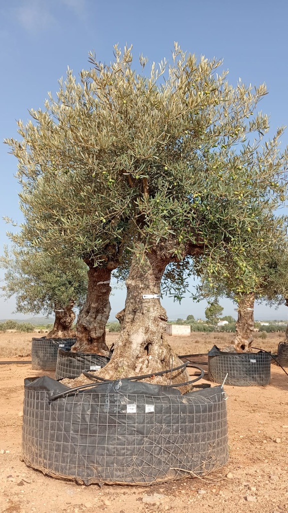 OBM80 - Olea Europaea Olivo Bonsái Malla Metálica