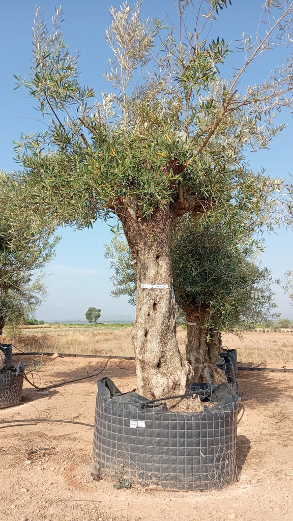 OBM80 - Olea Europaea Olivo Bonsái Malla Metálica