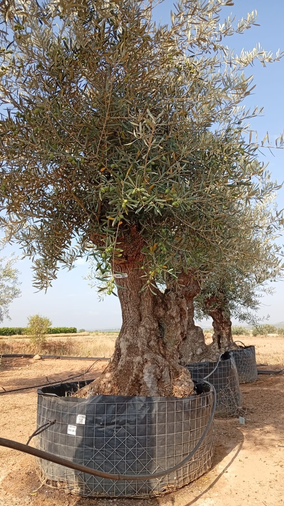 OBM80 - Olea Europaea Olivo Bonsái Malla Metálica