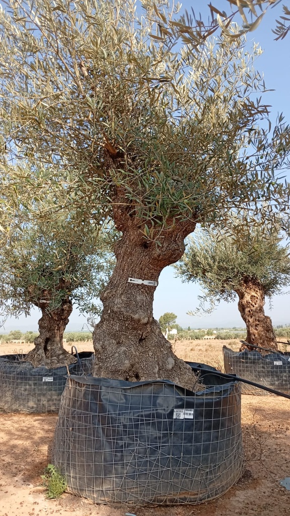 OBM80 - Olea Europaea Olivo Bonsái Malla Metálica