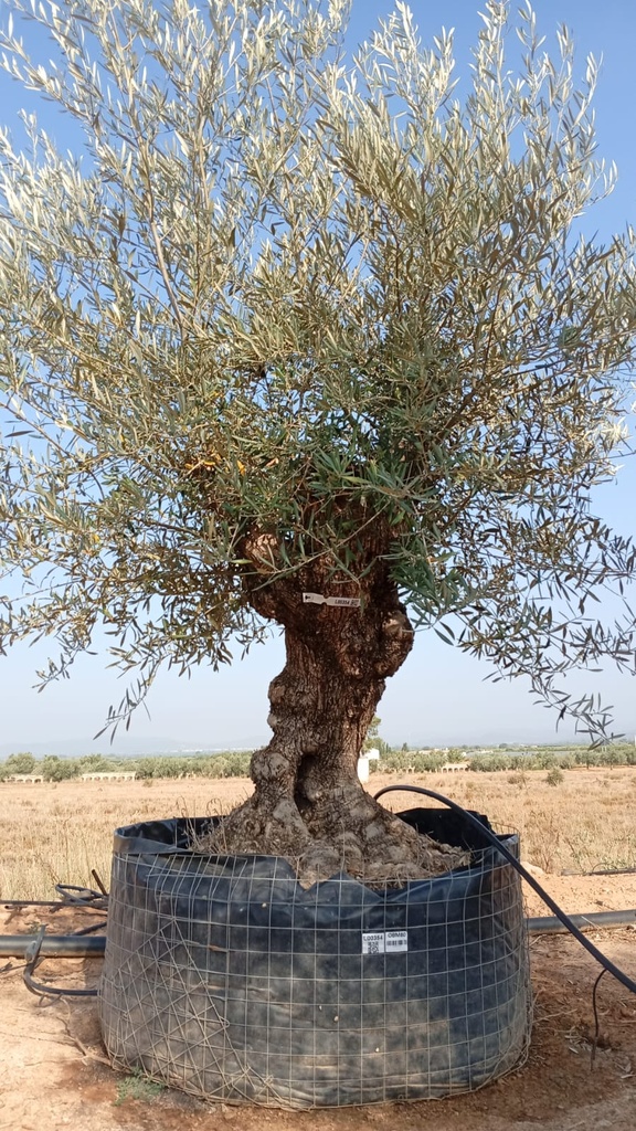 OBM80 - Olea Europaea Olivo Bonsái Malla Metálica