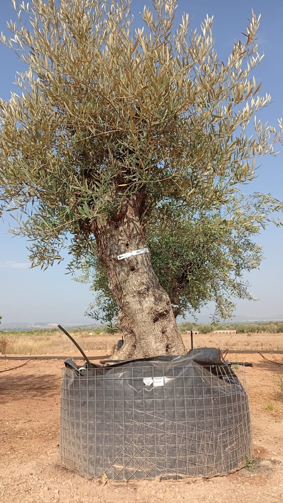 OBM80 - Olea Europaea Olivo Bonsái Malla Metálica