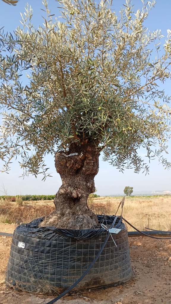 OBM80 - Olea Europaea Olivo Bonsái Malla Metálica