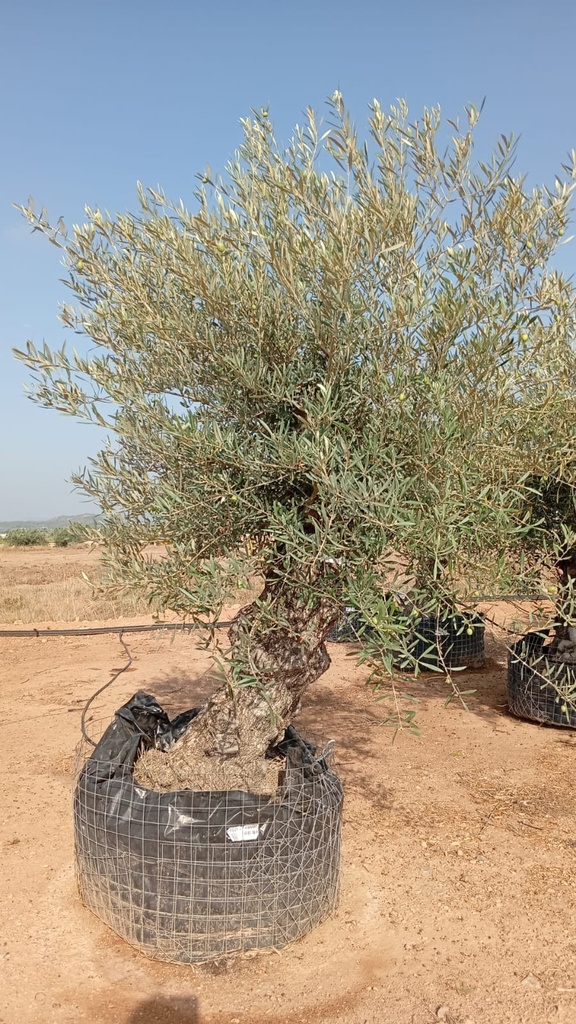 OBM80 - Olea Europaea Olivo Bonsái Malla Metálica