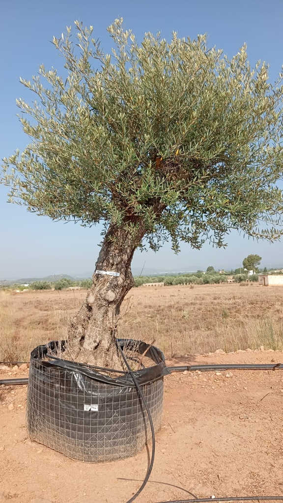 OBM80 - Olea Europaea Olivo Bonsái Malla Metálica
