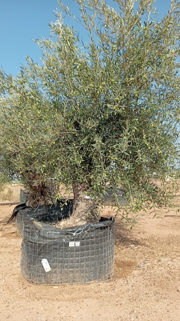 OBM80 - Olea Europaea Olivo Bonsái Malla Metálica