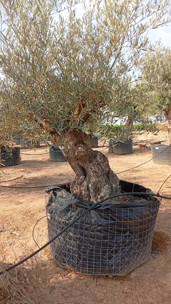 OBM80 - Olea Europaea Olivo Bonsái Malla Metálica