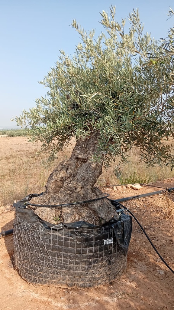 OBM80 - Olea Europaea Olivo Bonsái Malla Metálica