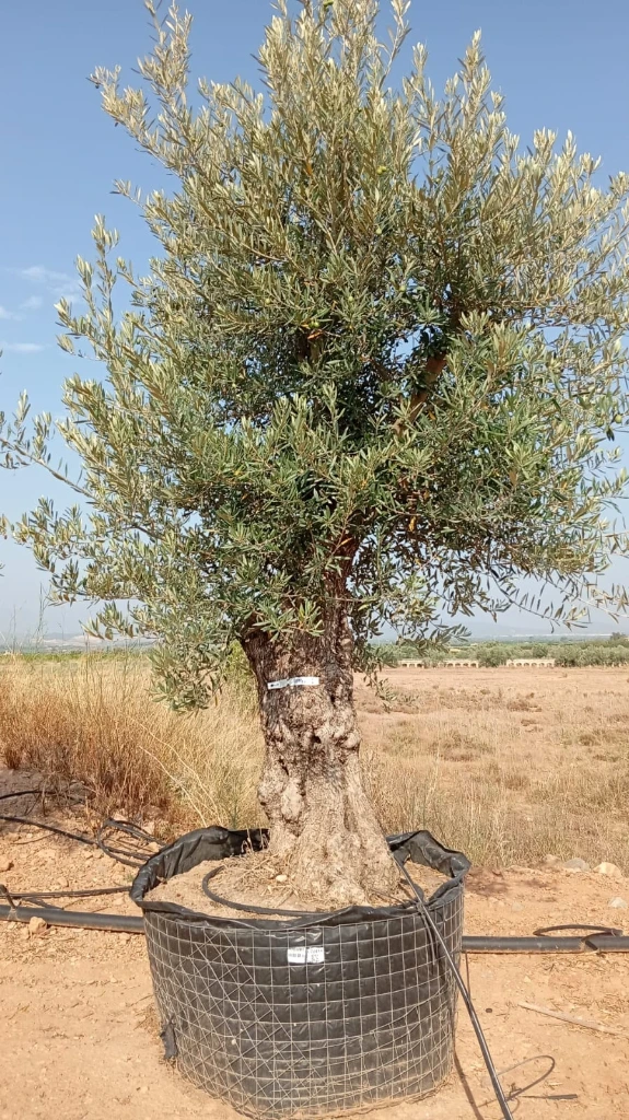 OBM80 - Olea Europaea Olivo Bonsái Malla Metálica